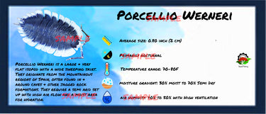 Porcellio Werneri Isopod Bin Label